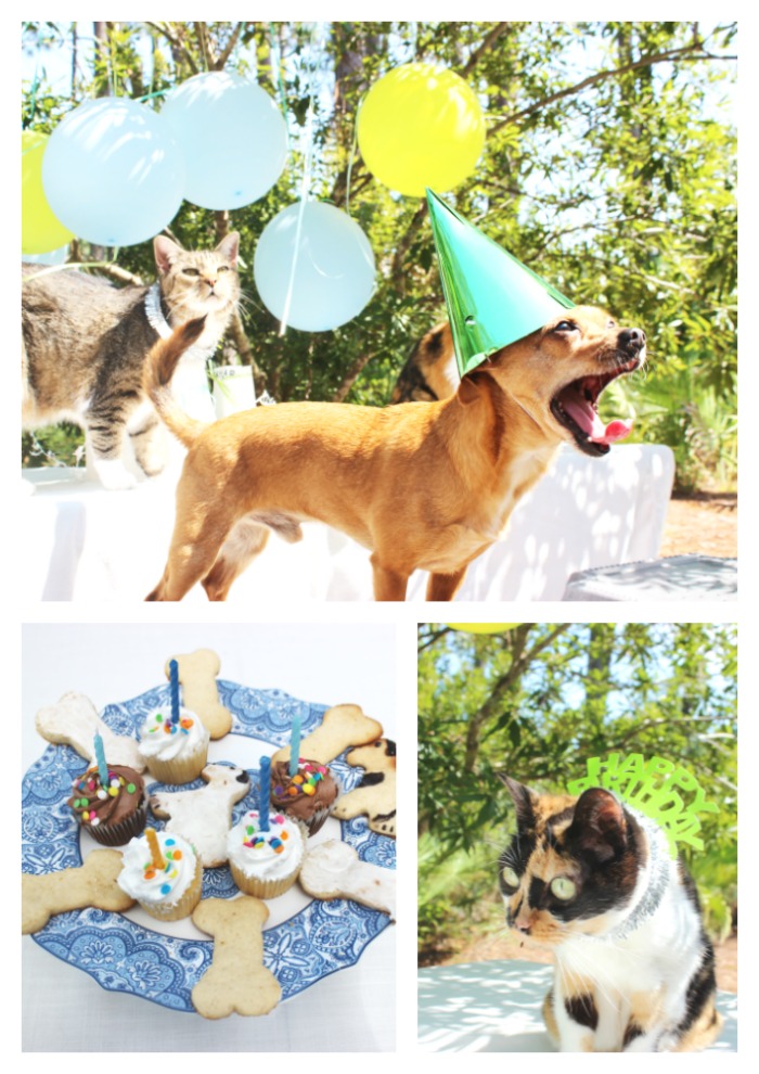 cutest-garden-party-evite-pet-photo-contest