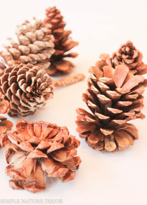 Painted Pine Cone Craft Ideas You Can To Do This Winter